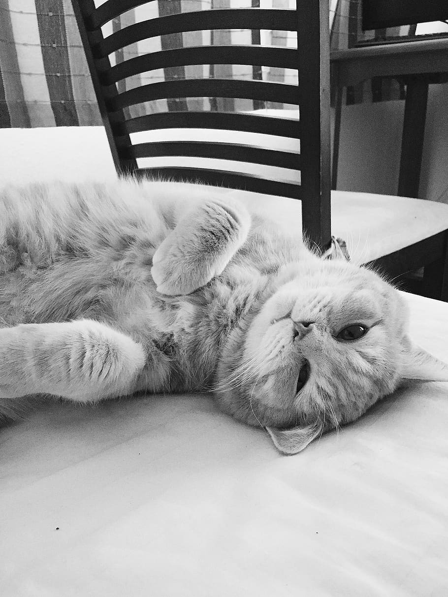 cat, black and white, animal themes, relaxation, pets, domestic HD wallpaper