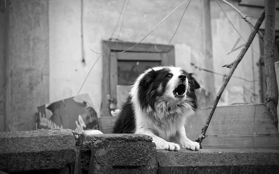 dog, barking, fence, home, black and white, angry, collie, one animal, HD wallpaper