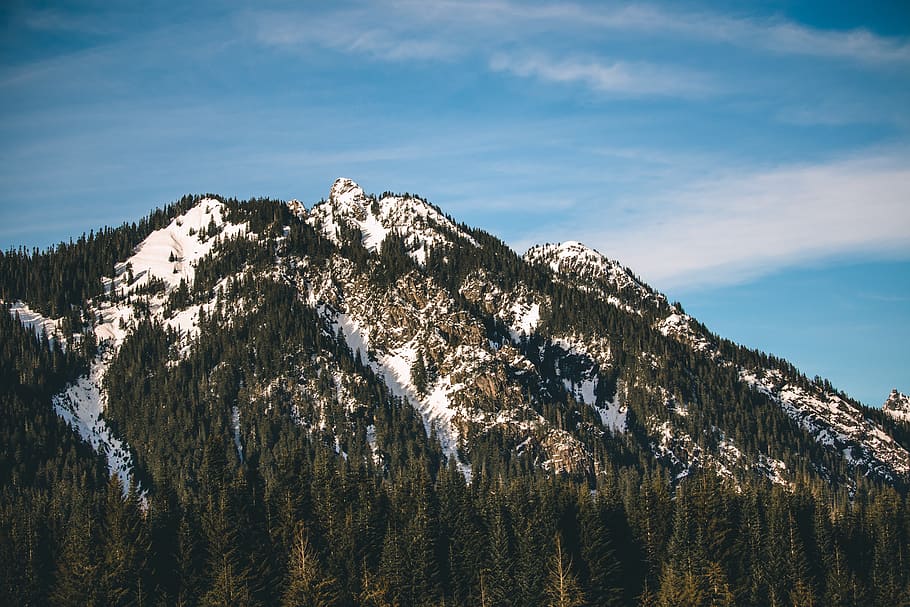 pine trees on mountain, plant, fir, abies, nature, conifer, outdoors HD wallpaper
