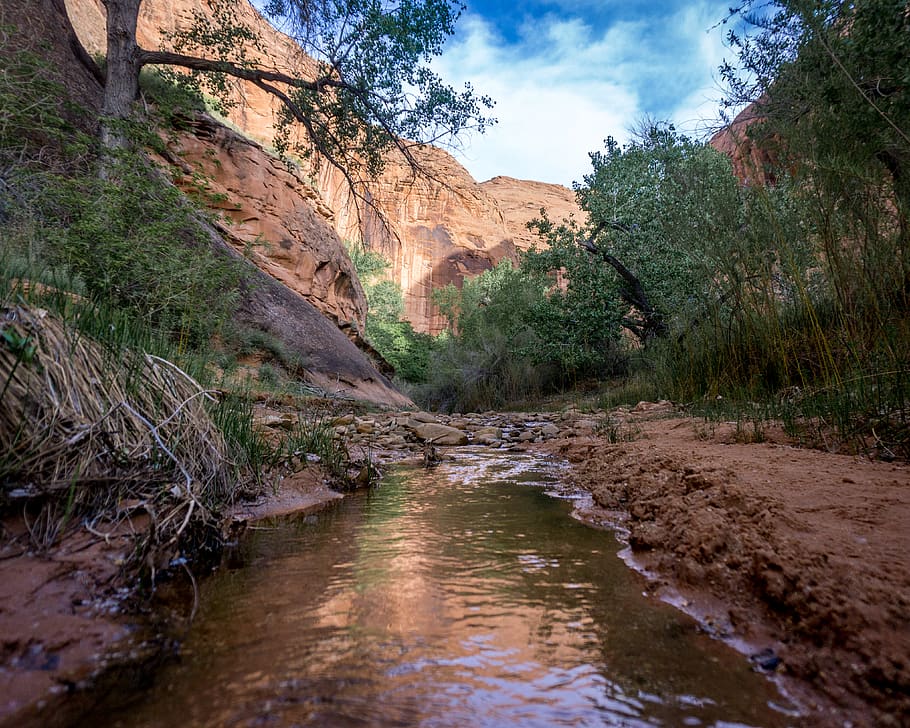 summer, hikes, canyon, trees, water, stream, redrock, utah HD wallpaper