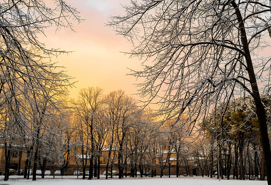 italy, fabriano, trees, sky, snow, cold temperature, bare tree HD wallpaper