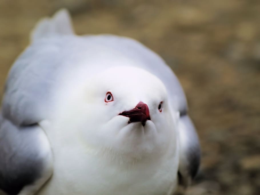 bird, face, gull, beak, looking, wild, white, animal themes HD wallpaper