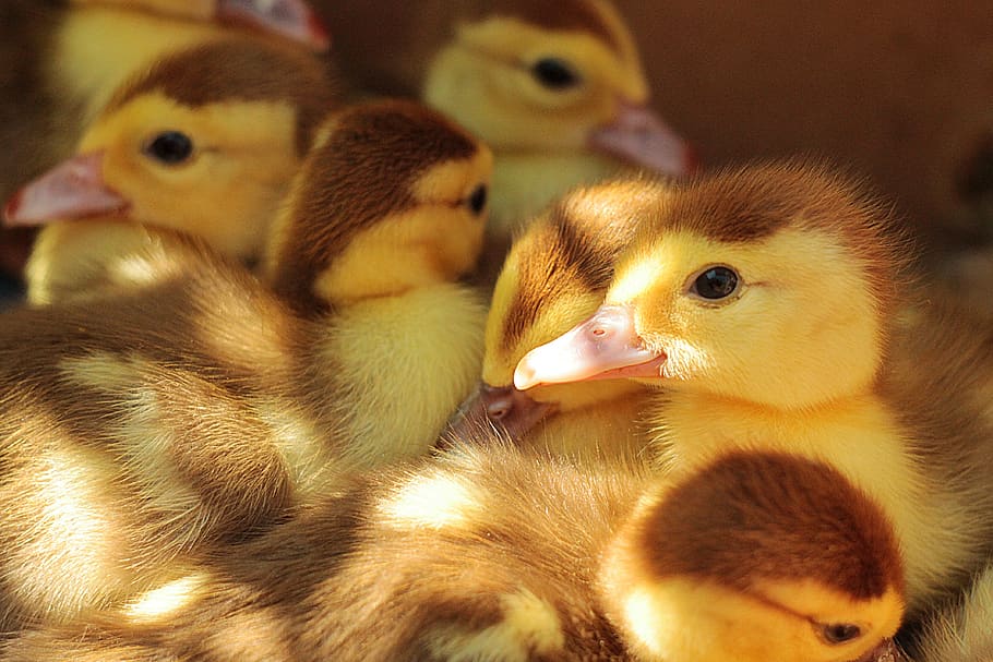 ducklings, young, cute, animals, small, bird, little, fluffy HD wallpaper