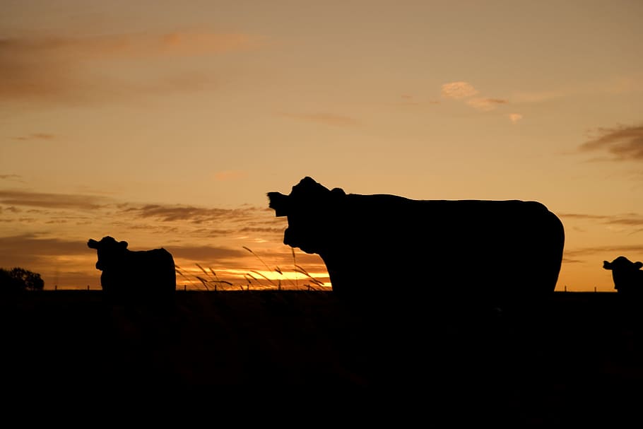 dark, cattle, animal, nature, cow, buffalo, silhouette, sunset, HD wallpaper