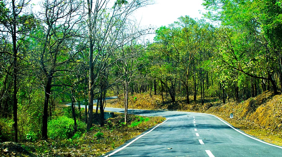 road, landscape, away, forest, travel, trees, highway, path HD wallpaper