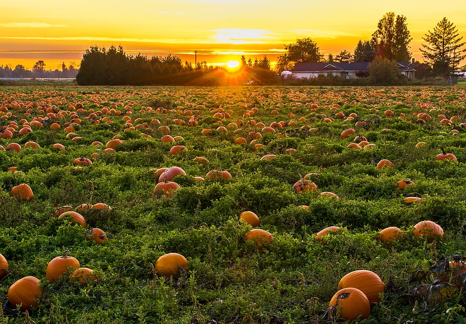 Photo of Field Full of Pumpkins, 4k wallpaper, dawn, daylight, HD wallpaper