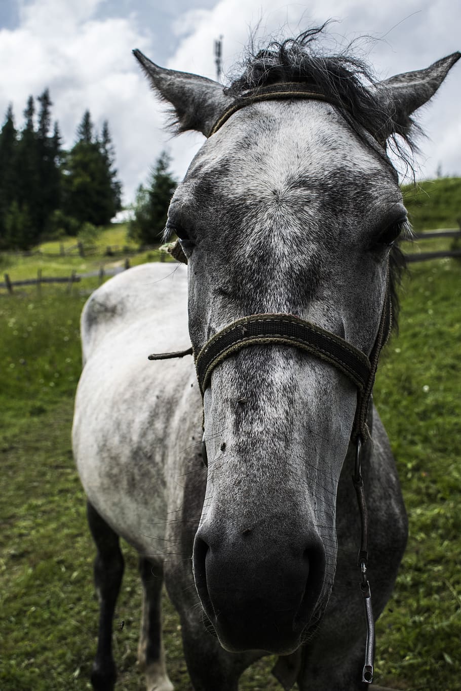ukraine, vorokhta, mammal, domestic animals, animal themes HD wallpaper