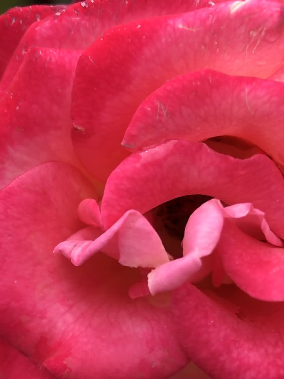 rose, flower, bloom, petals, bright, flowering plant, beauty in nature HD wallpaper
