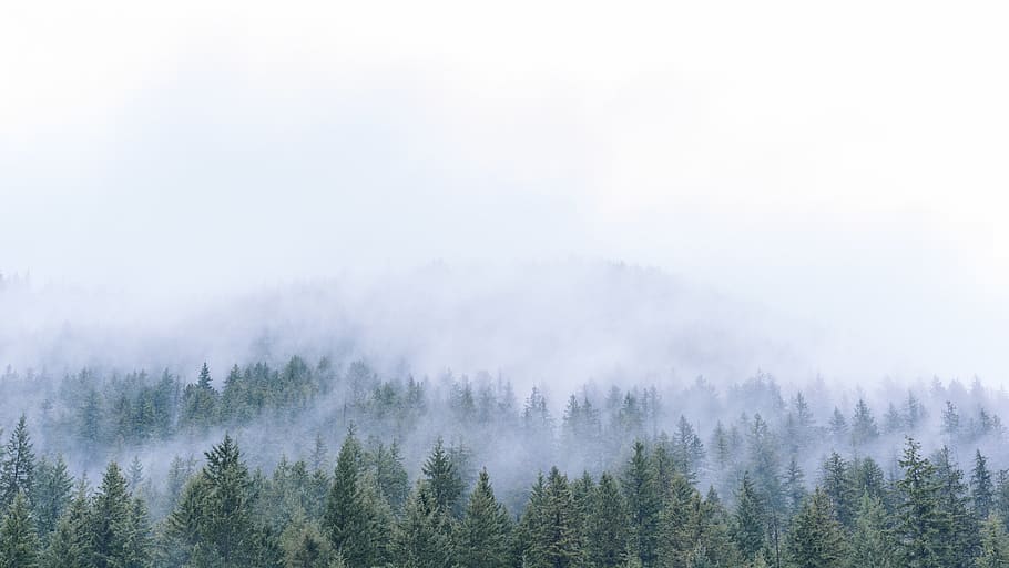 trees, green, forest, woods, nature, fog, travel, adventure HD wallpaper
