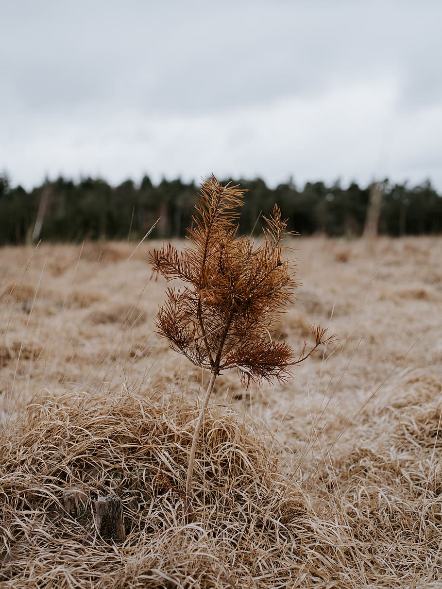 brown-leafed plant, grass, lawn, reed, food, vegetable, produce HD wallpaper