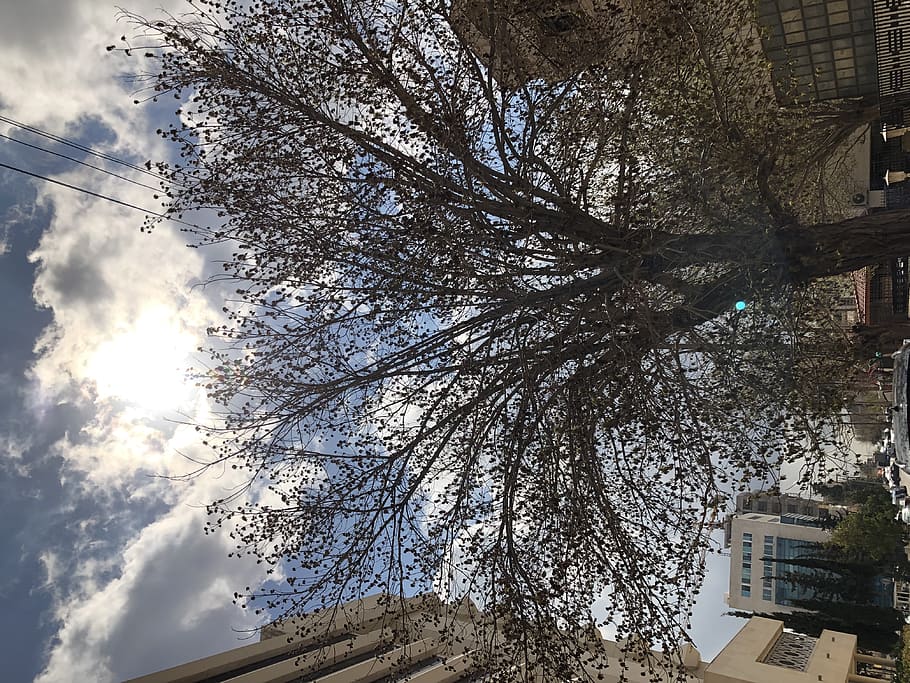 tree, plant, light, flare, tree trunk, outdoors, building, sunlight HD wallpaper