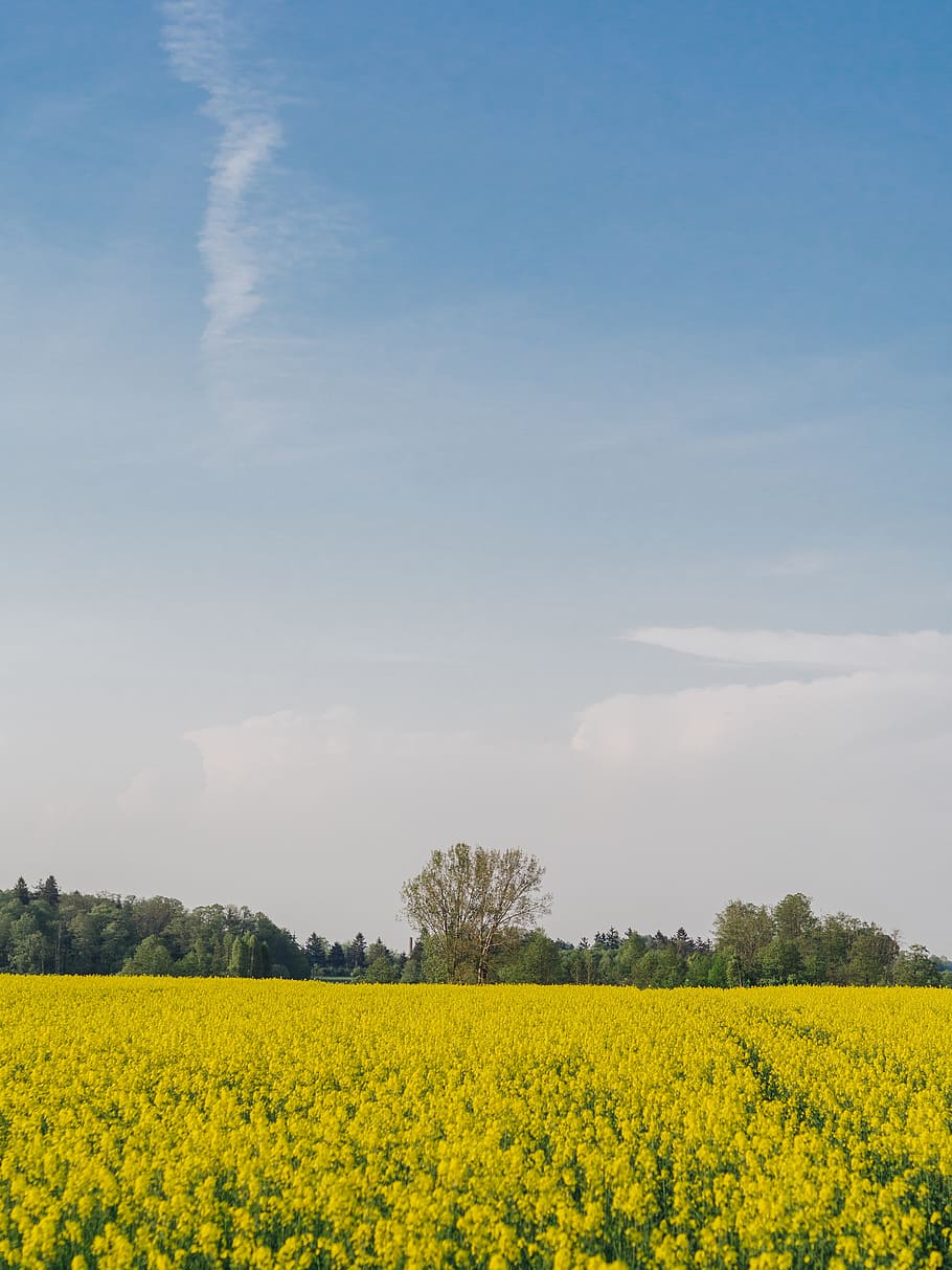 sky, trees, field, nature, clouds, yellow, rape, rapeseed, beauty in nature HD wallpaper