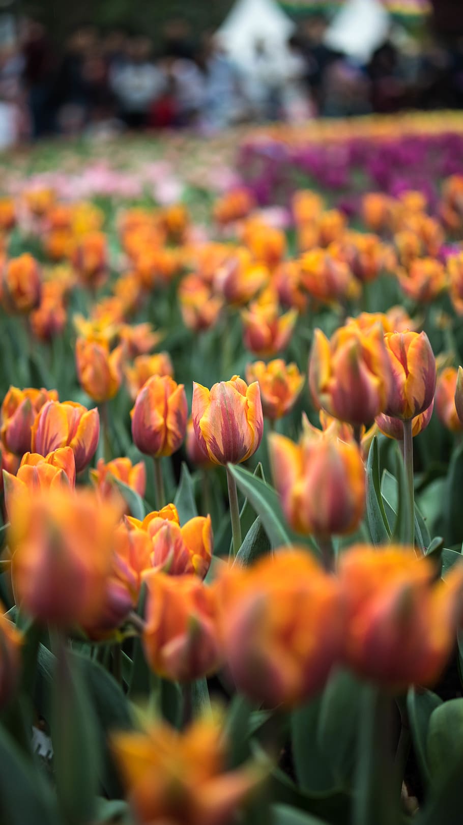 red tulip flowers, plant, blossom, person, human, bokeh, spring HD wallpaper
