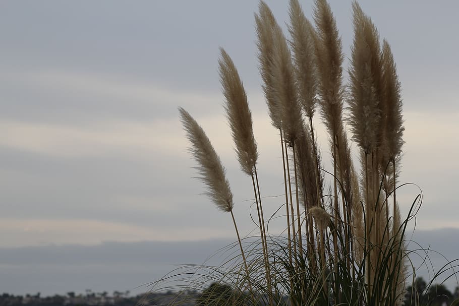 weeds, sunset, mehran b, plant, sky, growth, tranquility, beauty in nature HD wallpaper
