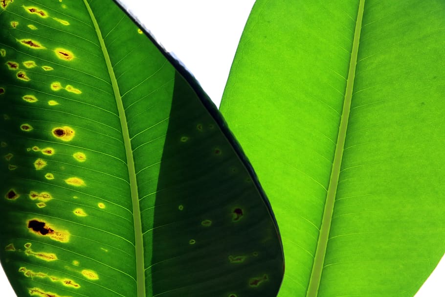 plants, leaf, leading, nature, environment, garden, photosynthesis HD wallpaper