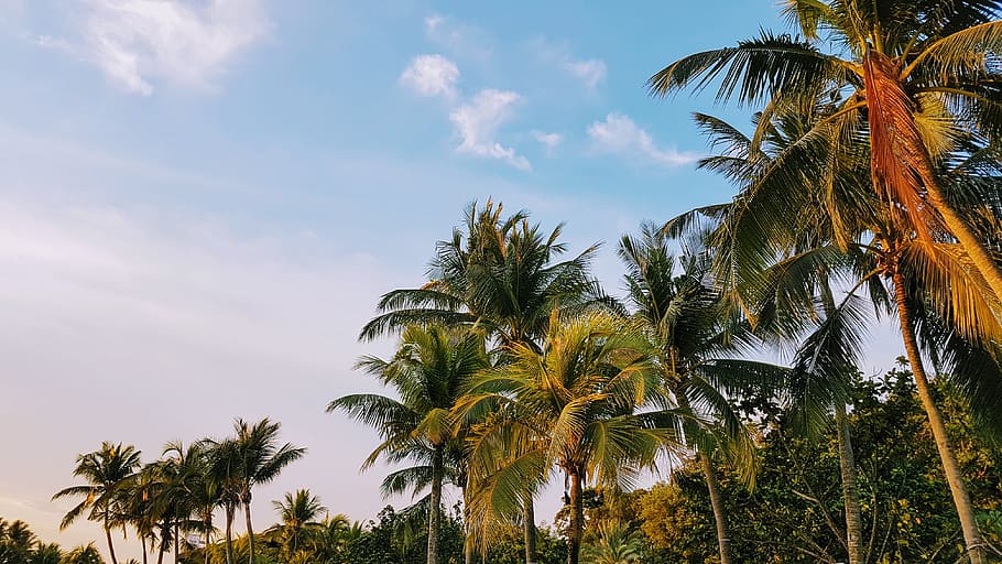Low Angle Shot of Coconut Trees, beach, exotic, idyllic, island HD wallpaper