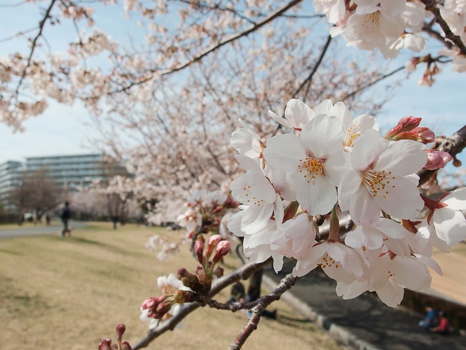 japan, kanagawa prefecture, flowers, pink, cherry blossoms, HD wallpaper