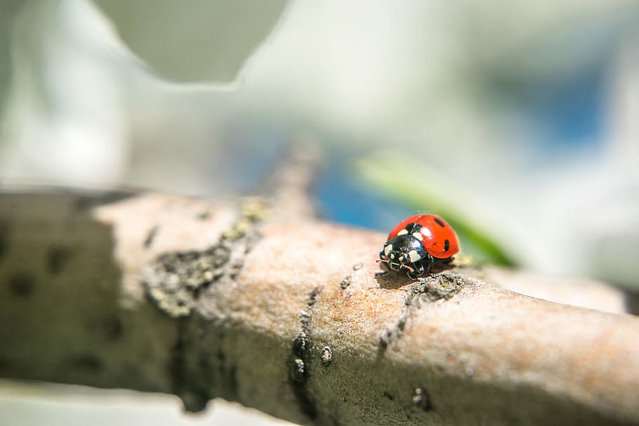 ladybug, tree, green, flower, blossom, apple, cherry, red, white HD wallpaper