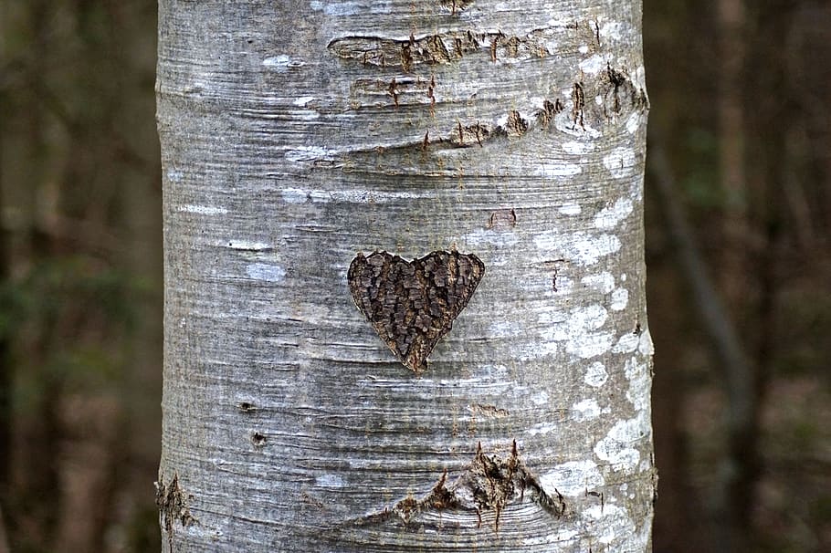 heart, tree bark, love, birch, engraved, carved, tribe, nature