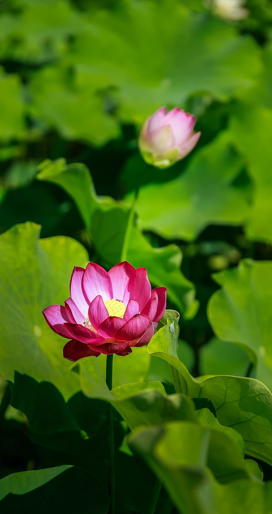 Water Lily on Water, aquatic, beautiful, bloom, blooming, blossom HD wallpaper