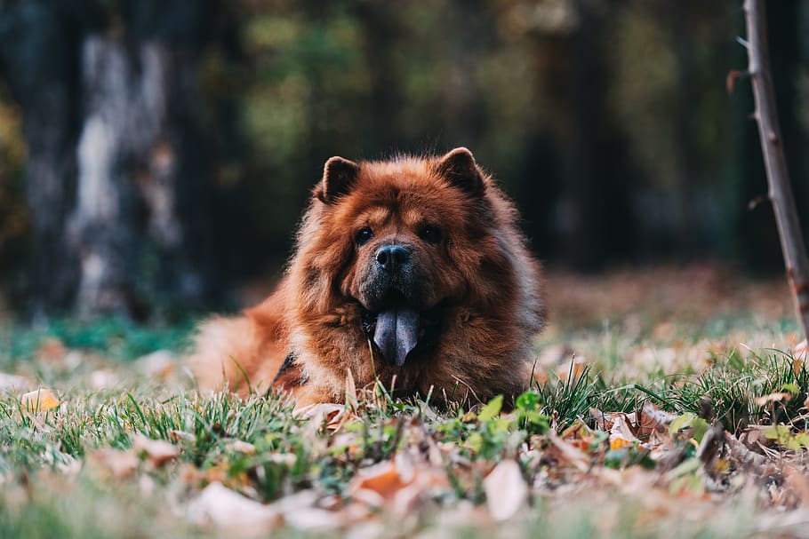 brown chow chow on ground, animal, pet, canine, dog, mammal, lion