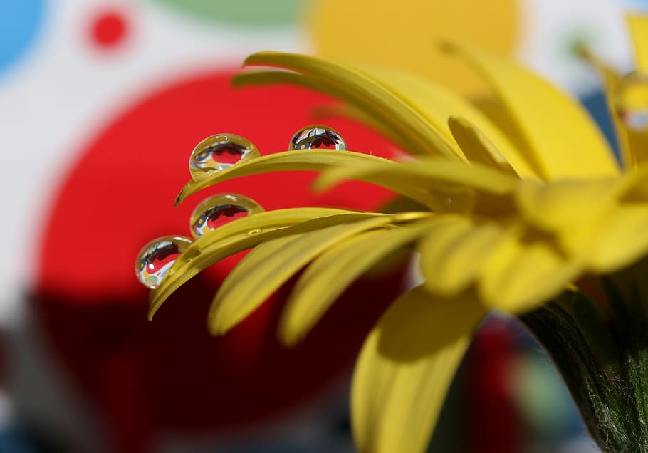drops, water, macro, flower, refractive, petals, yellow, flowering plant HD wallpaper