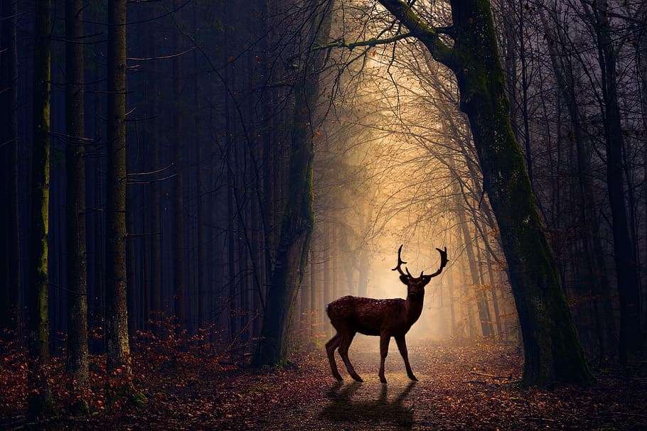venison, forest, evening, animals, nature, red deer, tree, creepy, HD wallpaper