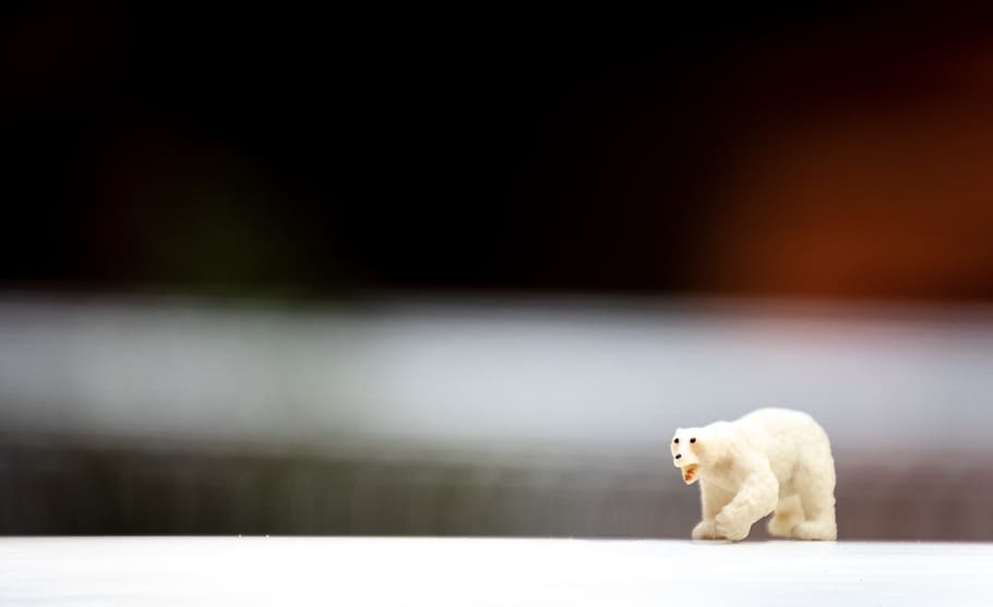 Depth of Field Photo of Polar Bear Figurine, animal, blur, cute HD wallpaper