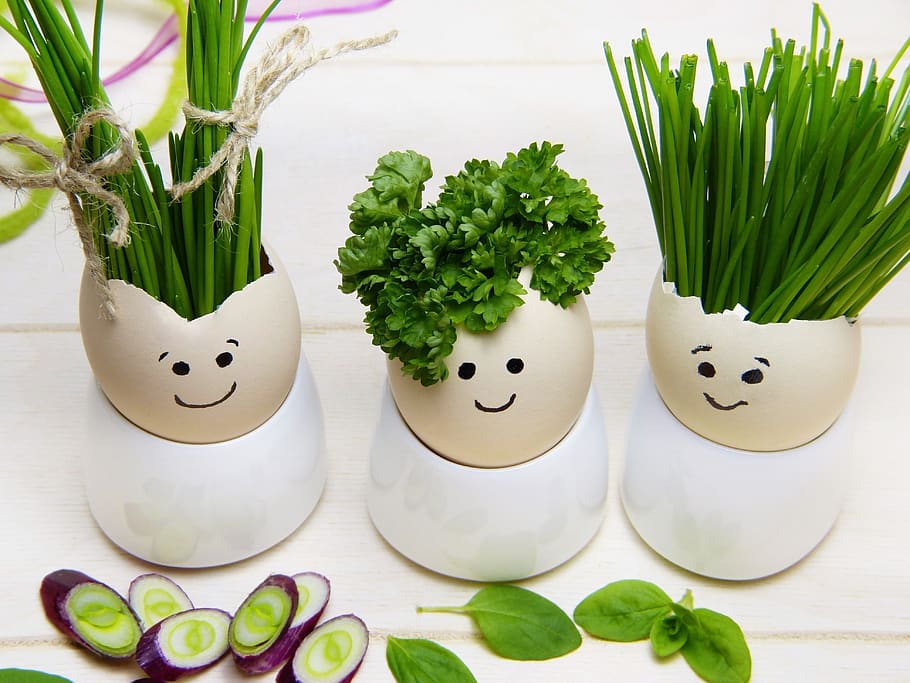 eggshell, egg cups, herbs, hairstyle, easter, easter eggs, greeting card HD wallpaper