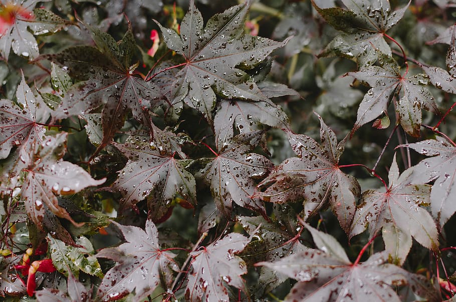 rain, fall, dark, leaves, tree, maple, red, green, brown, moody HD wallpaper