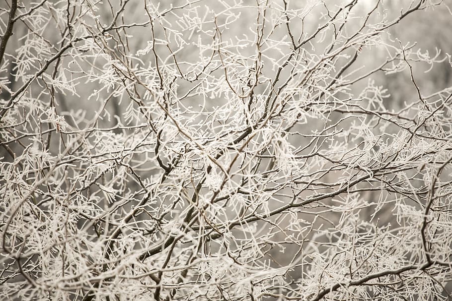 gel, ice, cold, winter, branch, no people, plant, cold temperature HD wallpaper