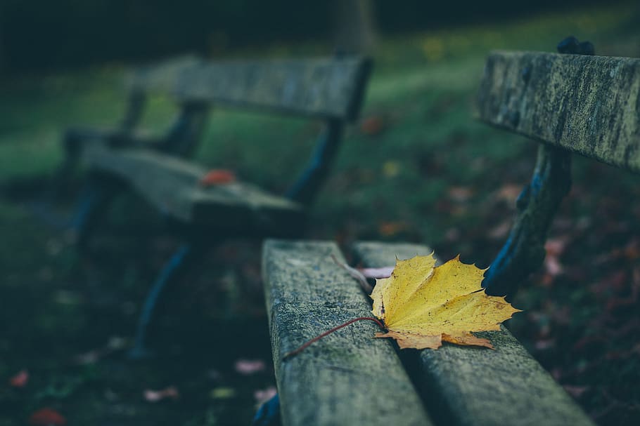 bench, park, leaf, fall, autumn, blur, plant part, nature, focus on foreground HD wallpaper