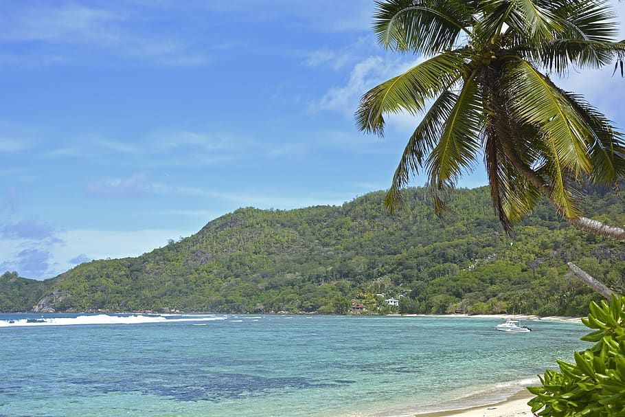 seychelles, praslin, palm trees, sand, island, beach, palma