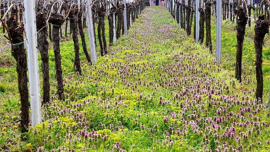 vineyard, wingert, vines, winegrowing, plant, flower, growth HD wallpaper