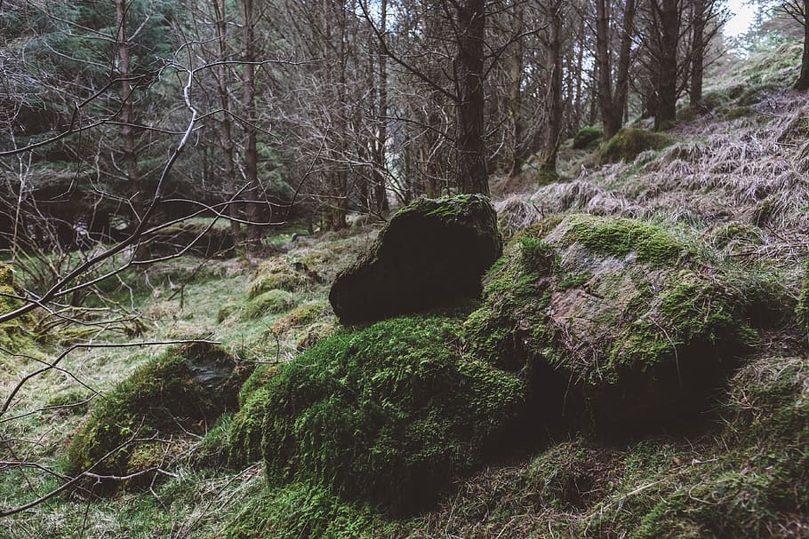 forest, trees, rocks, moss, moody, dark, scotland, plant, nature HD wallpaper