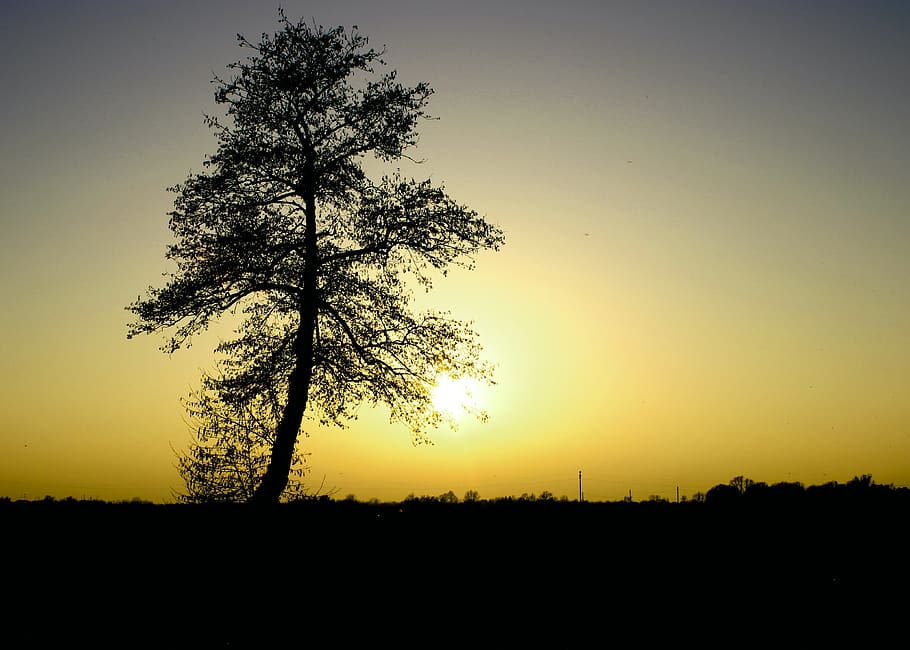 sun, yellow, tree, sunset, landscape, beautiful, silhouette HD wallpaper