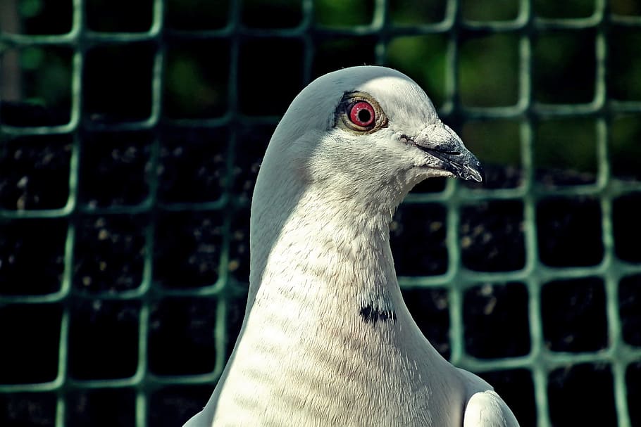 dove, postal codes, white, kennel, bird, plumage, pen, nature HD wallpaper