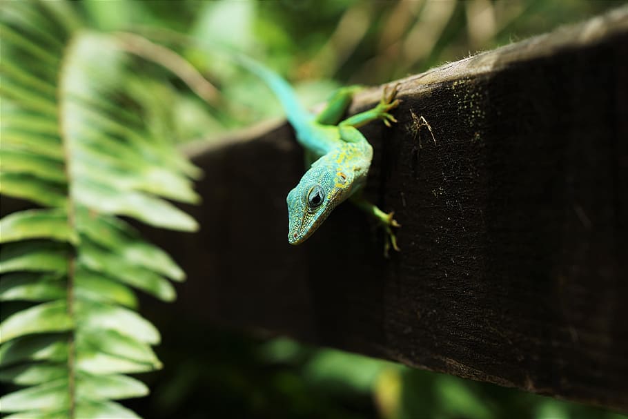green and black reptile on wood, lizard, plant, leaf, eye, animal HD wallpaper