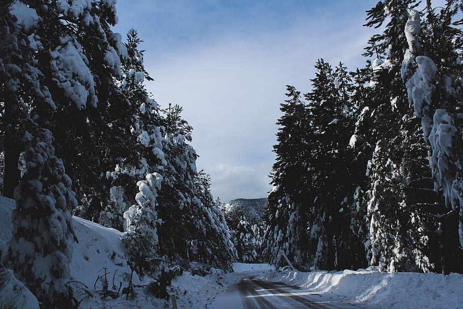 pine trees covered with snows under blue sky, plant, abies, fir HD wallpaper