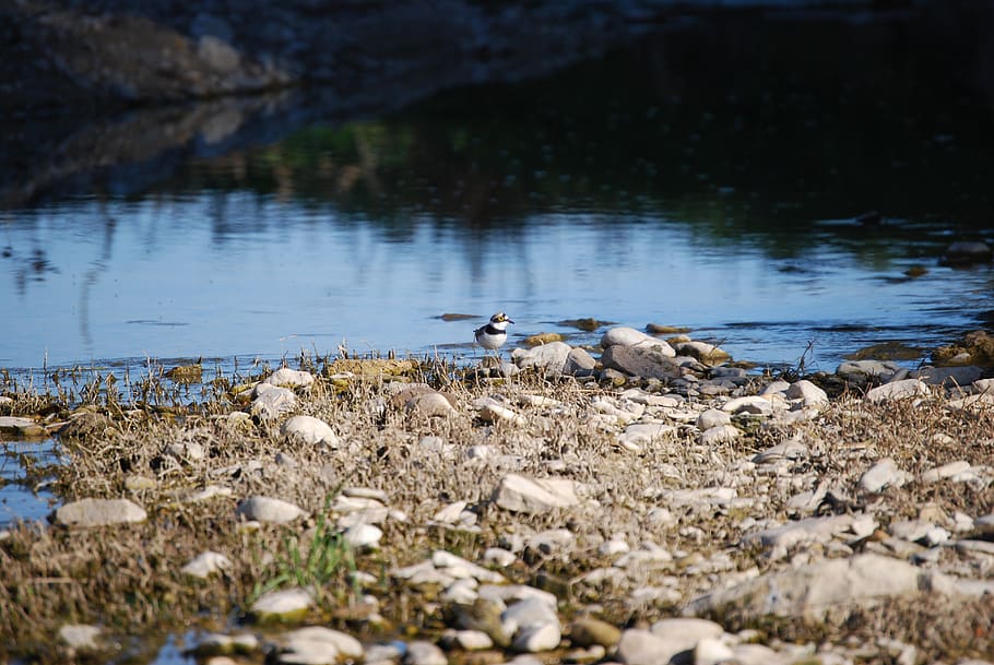 bird, river, rocks, vegetation, nature, water, ave, landscape HD wallpaper