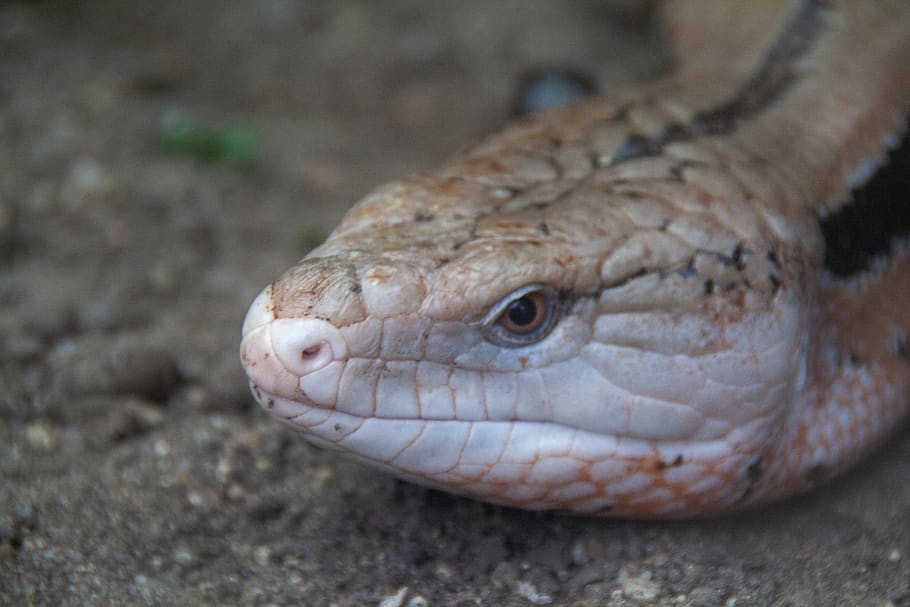 face, exotic, eidechse, tier, zoo, focus, animal, wild, natur HD wallpaper