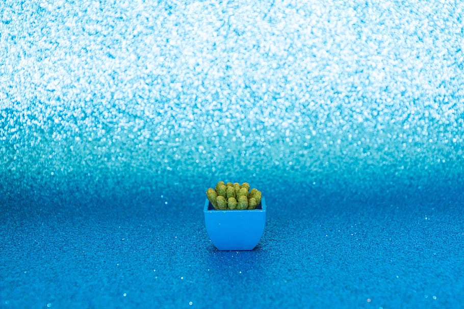 Green Cactus With Vase, background, blue, bright, close-up, colors HD wallpaper