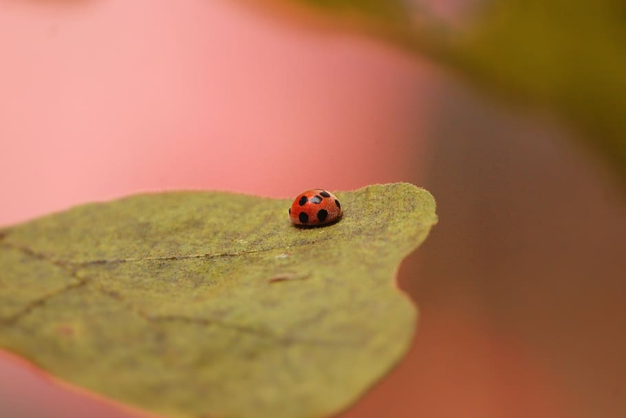 lady bug, on leaf, bokeh, ladybug, invertebrate, animal themes HD wallpaper