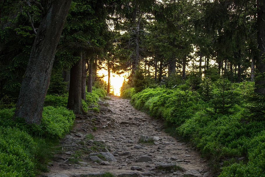 road, sunset, greemtrees, forest, path, nature, plant, growth HD wallpaper