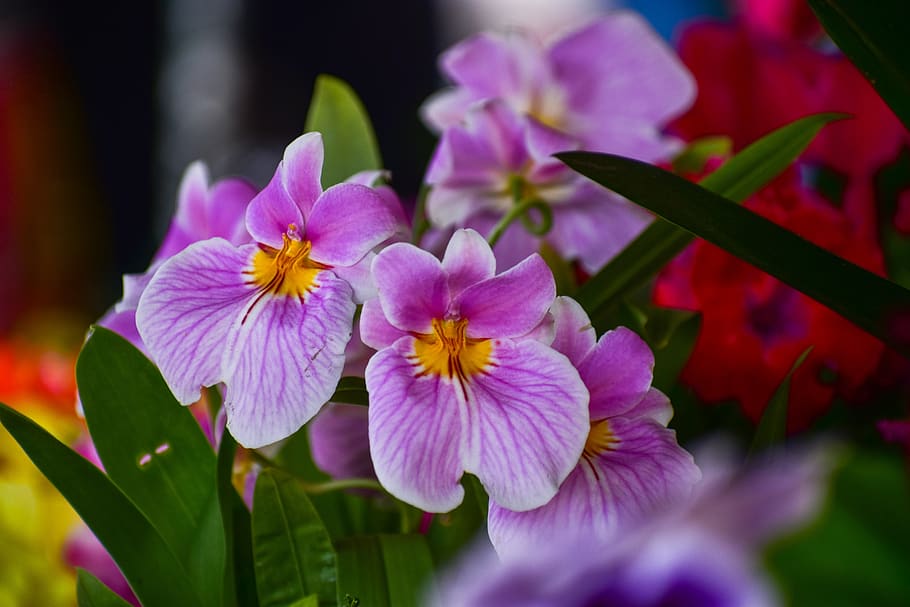 orchids, flowers, garden, spring, nature, flowering, flowering plant HD wallpaper
