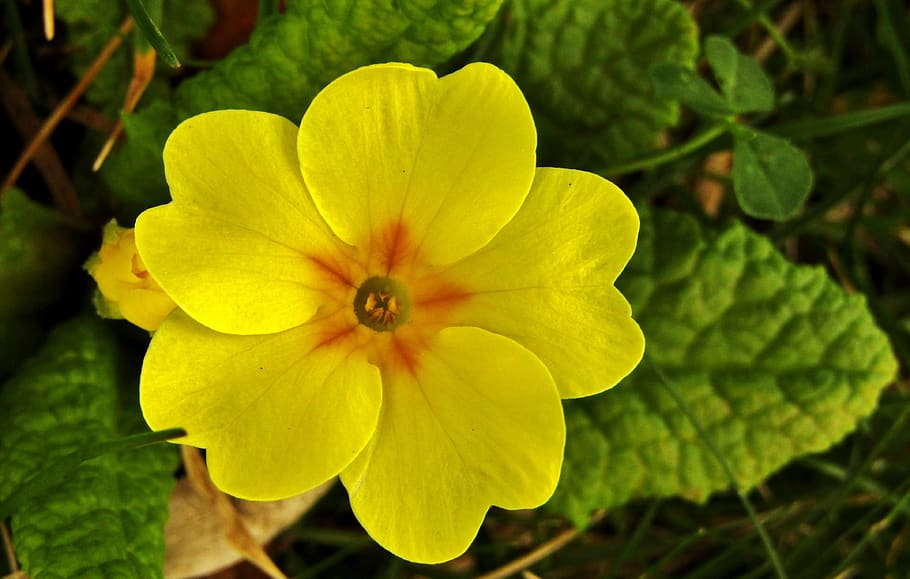 cowslip, spring, yellow, macro, primrose, plant, nature, close up HD wallpaper