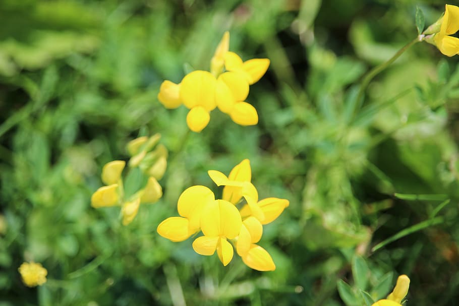 trees, flower, yellow, closeup, bokeh, depth of field, blue HD wallpaper