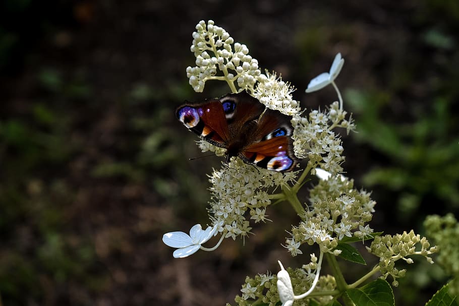 butterfly, beautiful, flower, animal themes, one animal, animal wildlife HD wallpaper