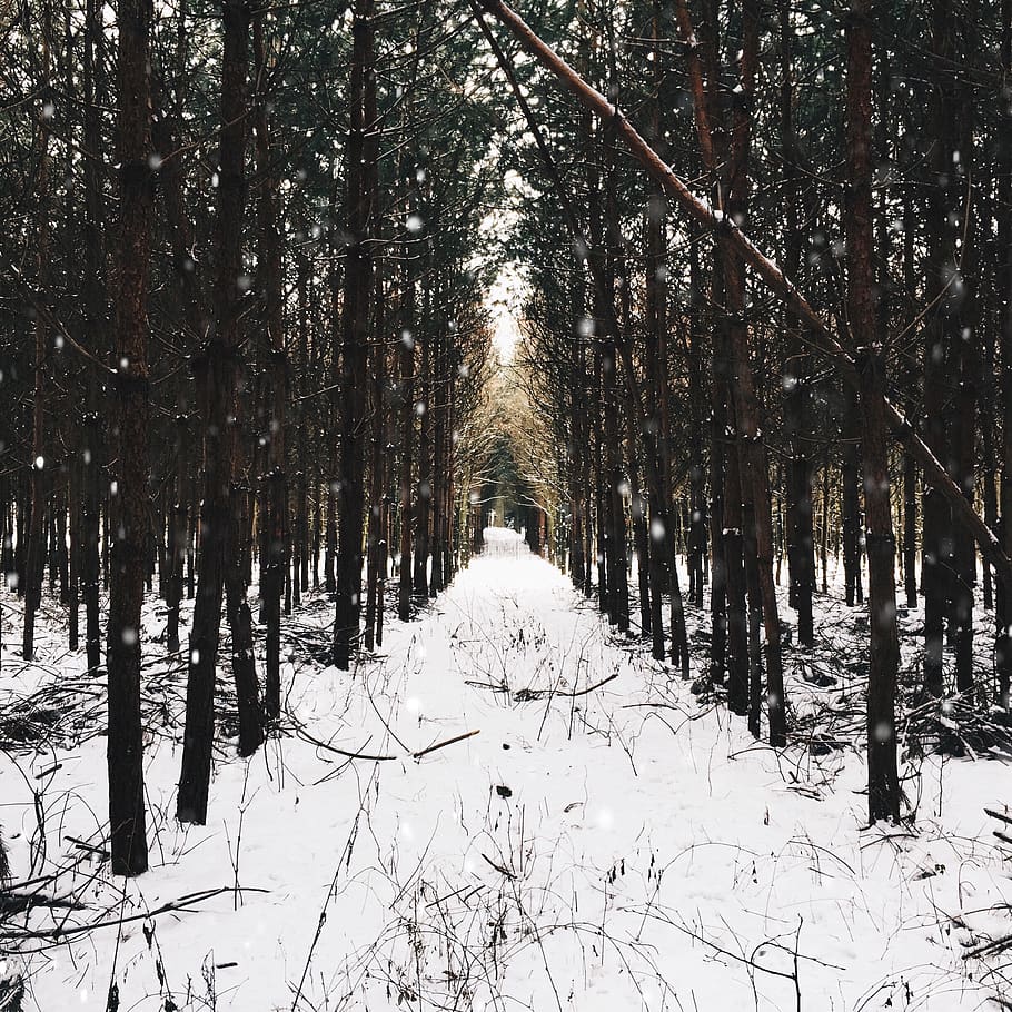 forest pathways, snow, winter, cold temperature, tree, plant HD wallpaper