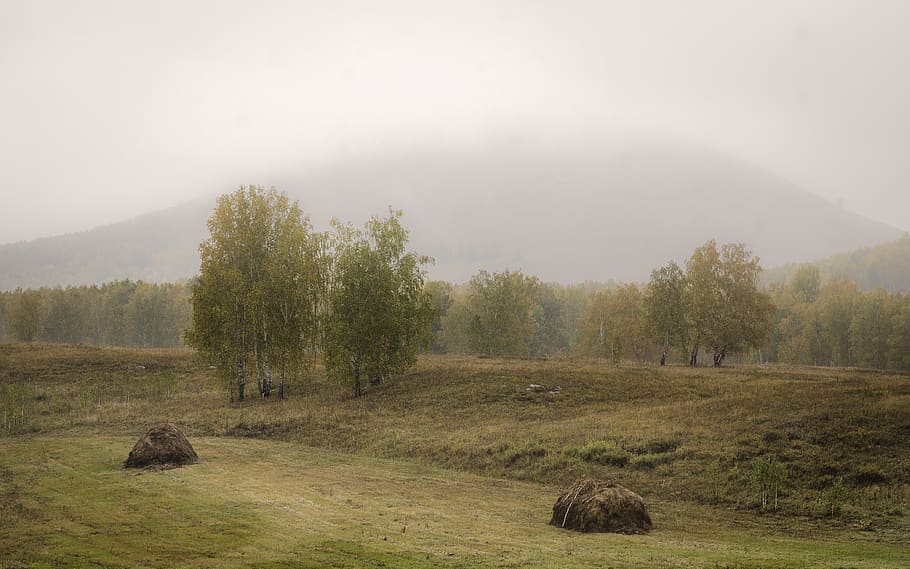 trees, forest, autumn, fall, landscape, fog, mood, woods, mountains HD wallpaper